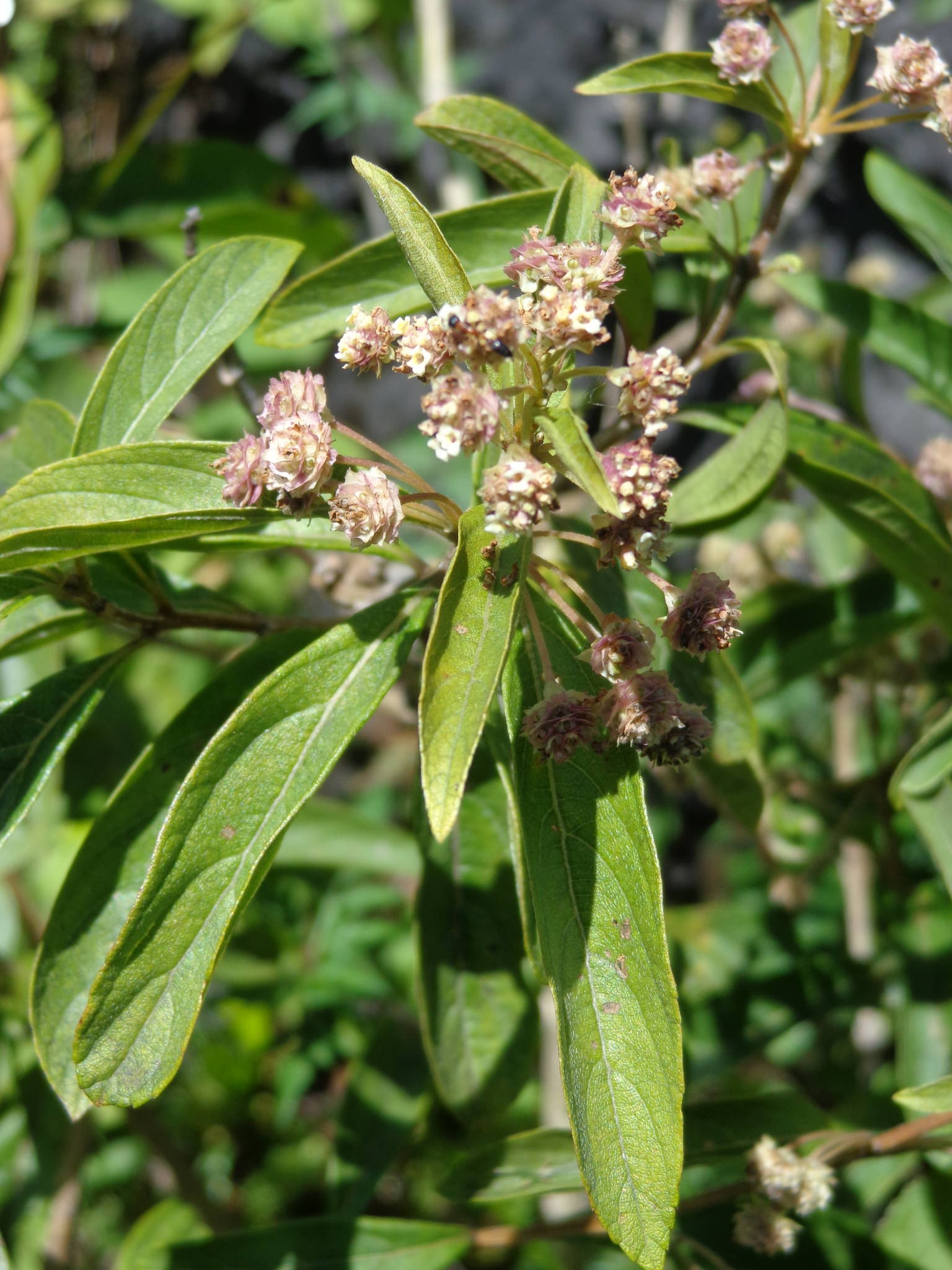 Lippia myriocephala